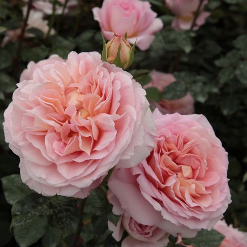 Gärtnerei - Rosa Candy Rain™ - rosa - englische rosen - stark duftend - David Austin - Seine ausgewachsenen Blumen blühen den ganzen Sommer in hohen, aschgrünen Büschen.